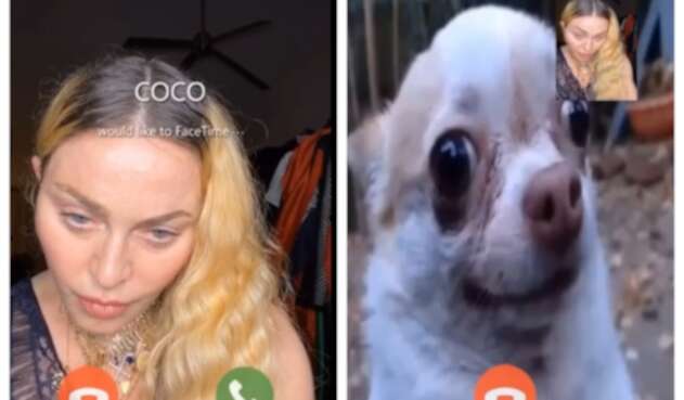 Madonna hace videollamada a perro