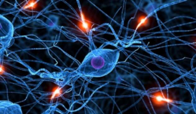 Neuronas Neuronas