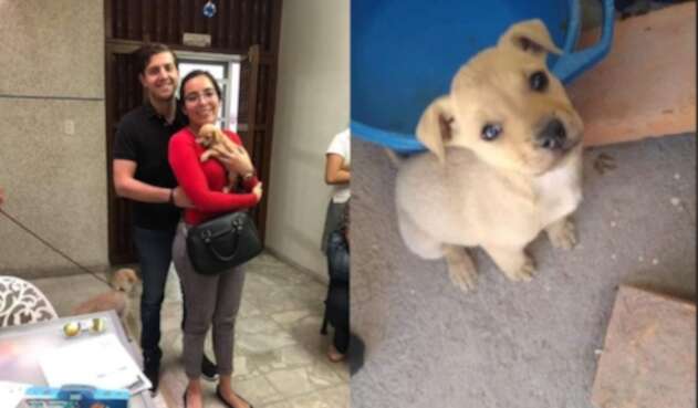 Pareja que adoptaba cachorros se los habría dado de comer a sus serpientes en México