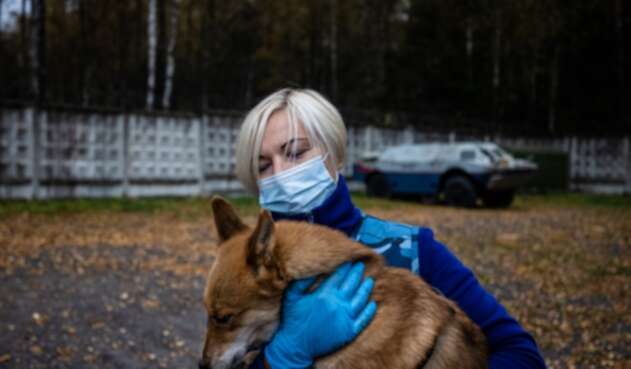 Perro con coronavirus referencia