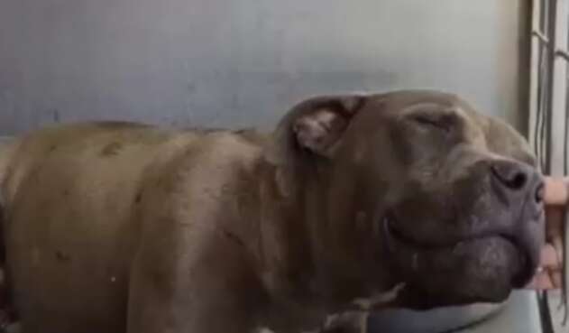 Perro pitbull