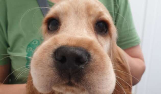 Sonja, la perrita que quiso comerse una abeja Sonja, la perrita que quiso comerse una abeja