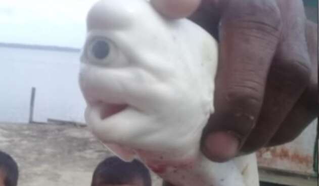 Tiburón albino