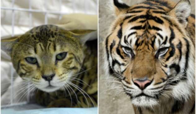 Tigre y Gato