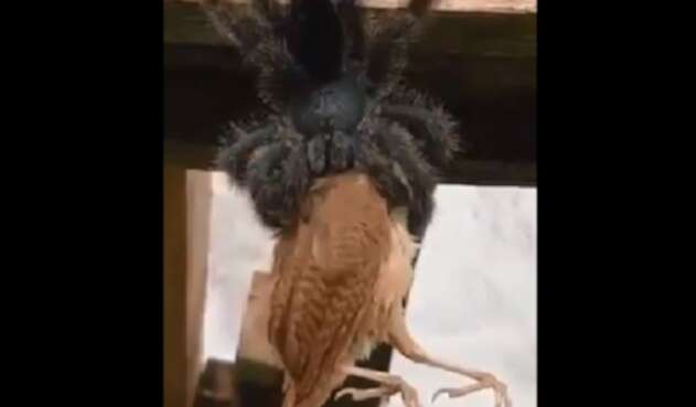 Tarántula gigante se devoró un ave en Australia
