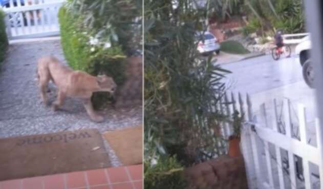 Puma se apareció en una calle y casi ataca a unos niños de California, Estados Unidos.