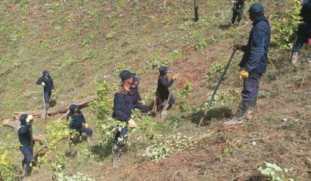Erradicación de Cultivos de Coca