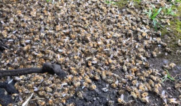 Abejas, mueren, Boyacá, intoxicación