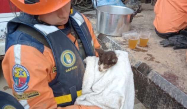 Animales rescatados en Dabeiba