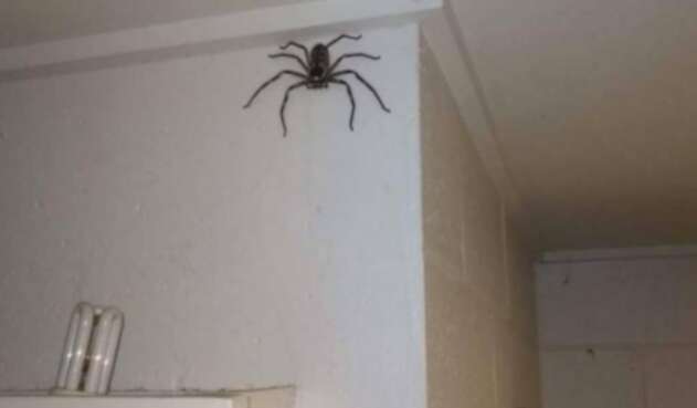 Araña