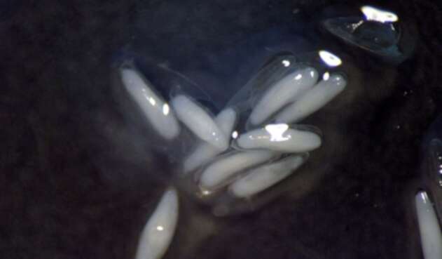 Bacteria de brucelosis