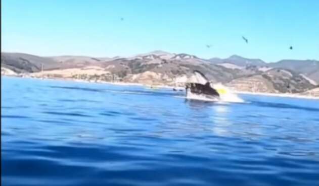 Ballena jorobada Ballena jorobada