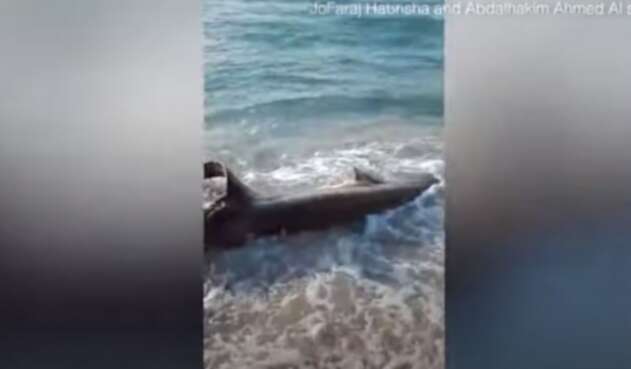 Tiburón atacado por un pez espada