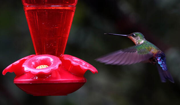 Los Colibrí en Monserrate, - Paramuno