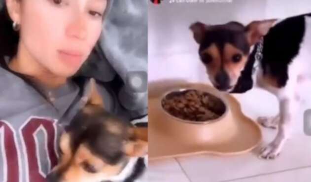 Denuncian a una mujer por electrocutar a su perro para que haga caso