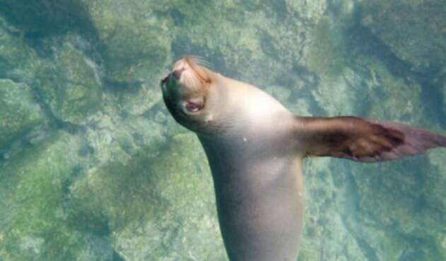 Foca Foca