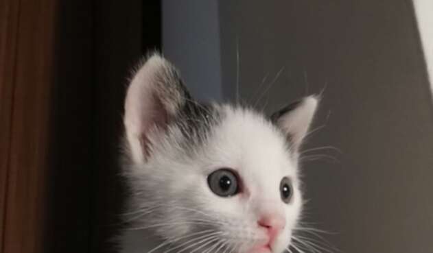 Gato Gato