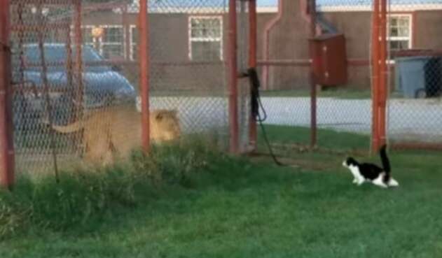 Gato y leona