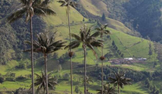 Valle de Cocora - Steven Birding Quindío