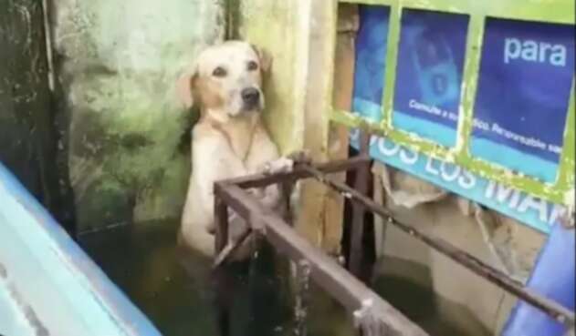 Rescate de perro labrador