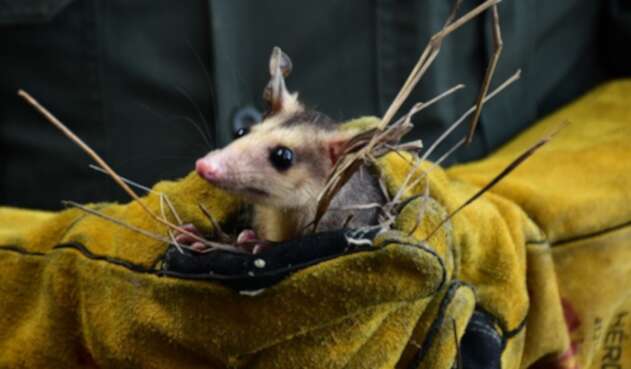 Animales silvestres fueron liberados en el Huila