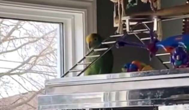 Loro