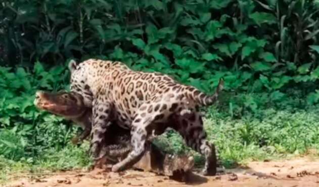 Muerte de caimán presa de jaguar