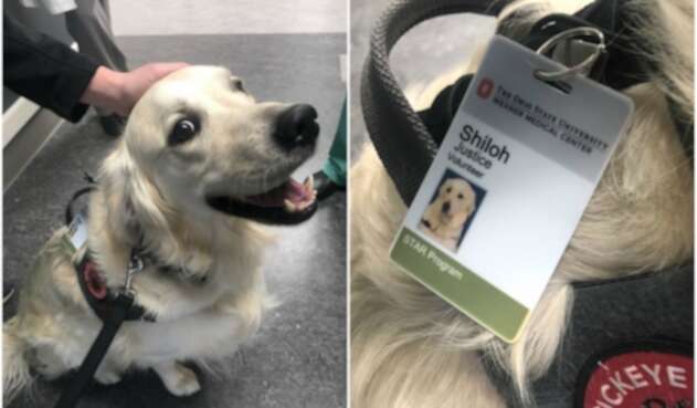 Perro con trabajo