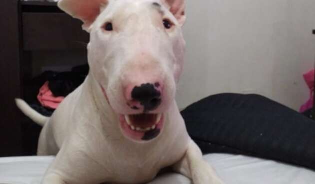 'Apolo', víctima de maltrato animal en Medellín