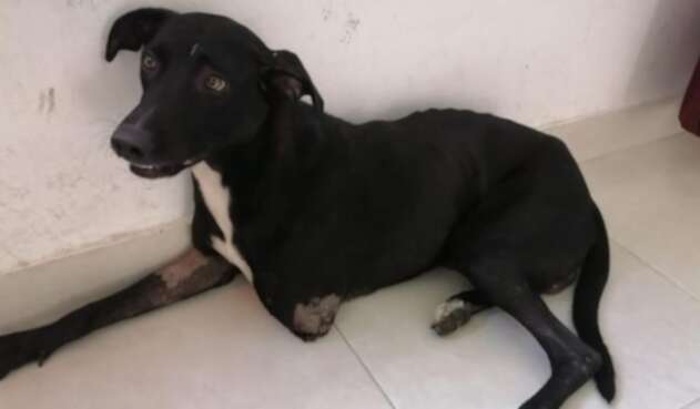 Negro, perrito agredido en Purificación (Tolima).