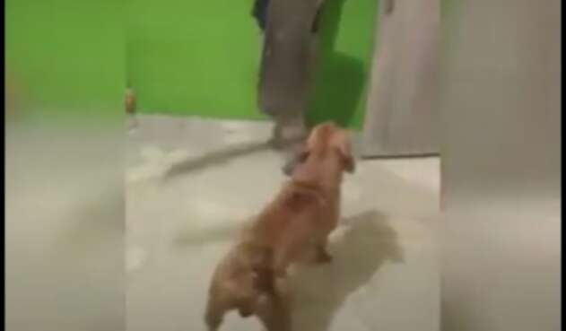 Perro con machete Perro con machete