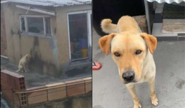 Perro en terraza de casa en Usme