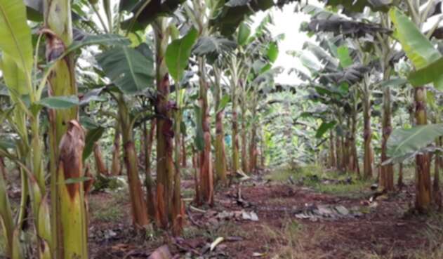Los líderes productores están buscando los mecanismos para acceder al seguro de cosecha