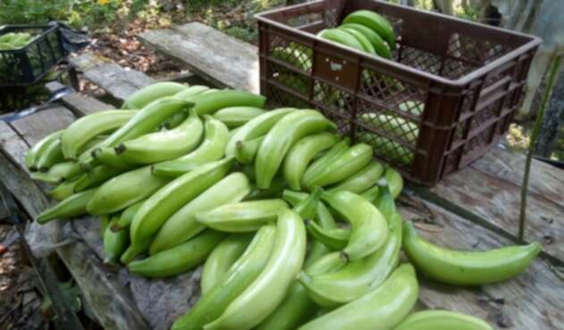 Los agricultores dicen que siguen trabajando a pérdida.