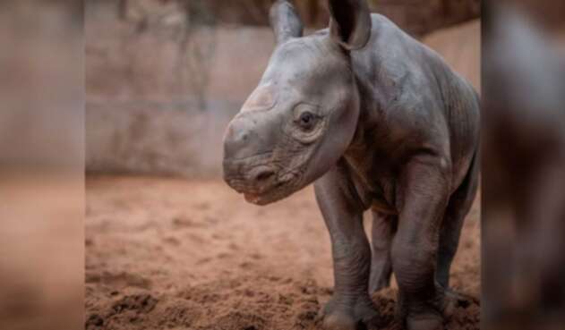 Rinoceronte negro que nación en zoológico