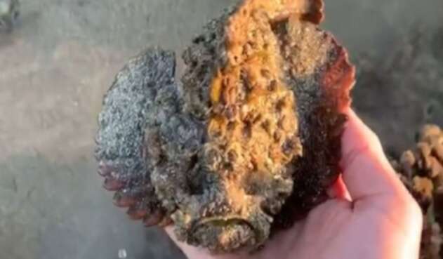 Se grabó cogiendo al pez más venenoso del mundo para ser viral
