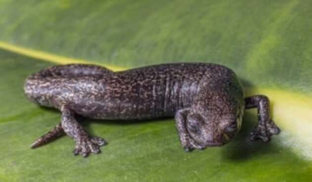 Salamandra en Parque Chingaza