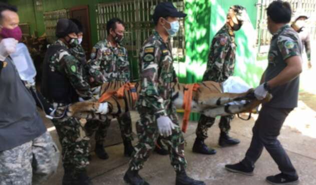 Hallan un tigre decapitado en un falso zoológico de Tailandia Hallan un tigre decapitado en un falso zoológico de Tailandia