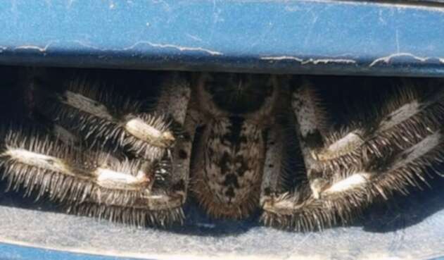 La araña 'peluda' que encontró una mujer en su carro