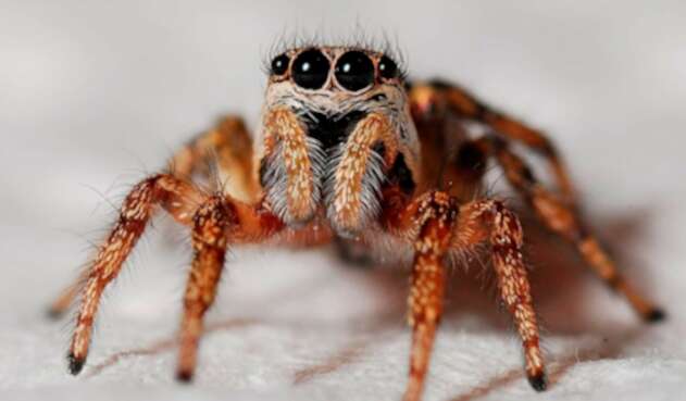 Terrorífica araña, la mascota de un joven en Australia