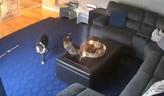 Gato al que se le quema la cola
