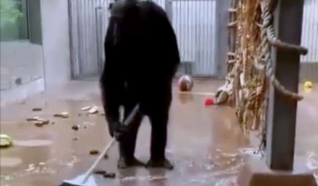 Chimpancé limpia su jaula