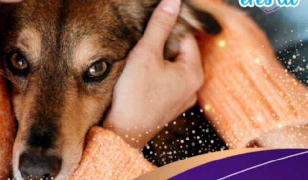 Enfrentar nuevos retos nunca había sido tan divertido con tu mascota.