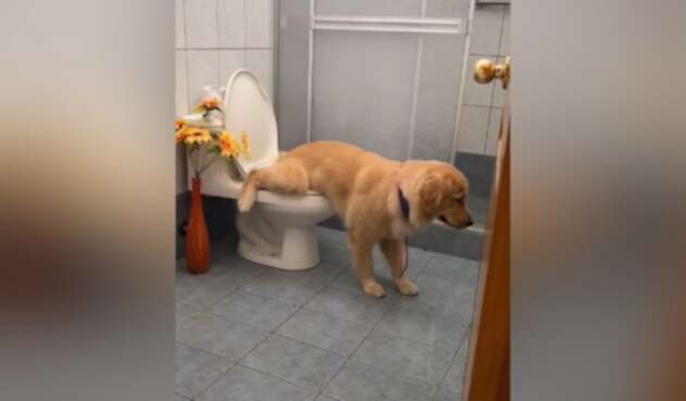 Perro hace chichi en el inodoro
