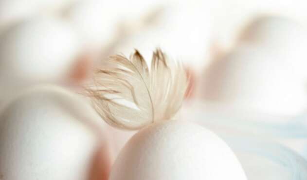Huevo - gallina