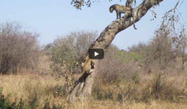 La pelea de dos leopardas que son familia por un macho