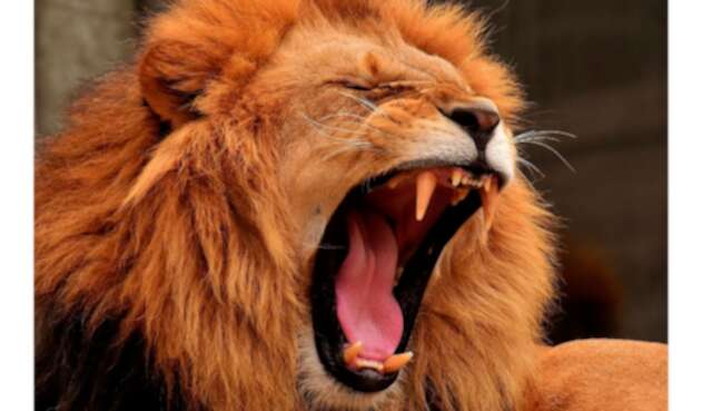 León