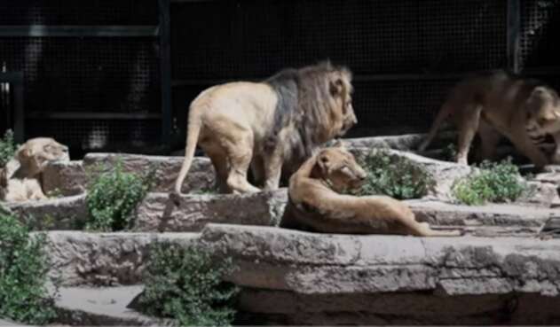 Leones del Zoo de Barcelona Leones del Zoo de Barcelona