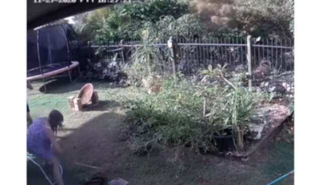 La lucha de una mujer con una pitón para salvar a su perro