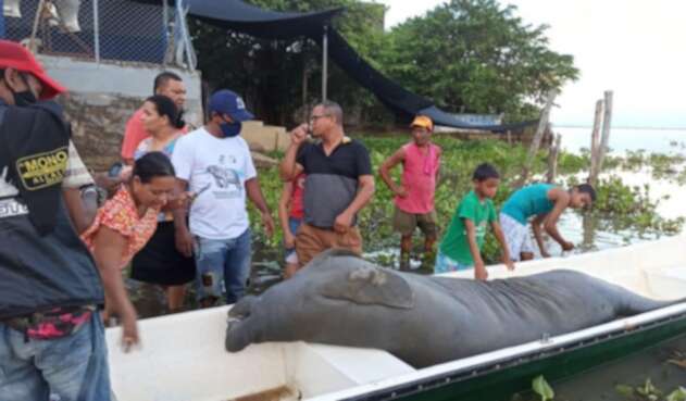 El hallazgo fue en la ciénaga de Ayapel.